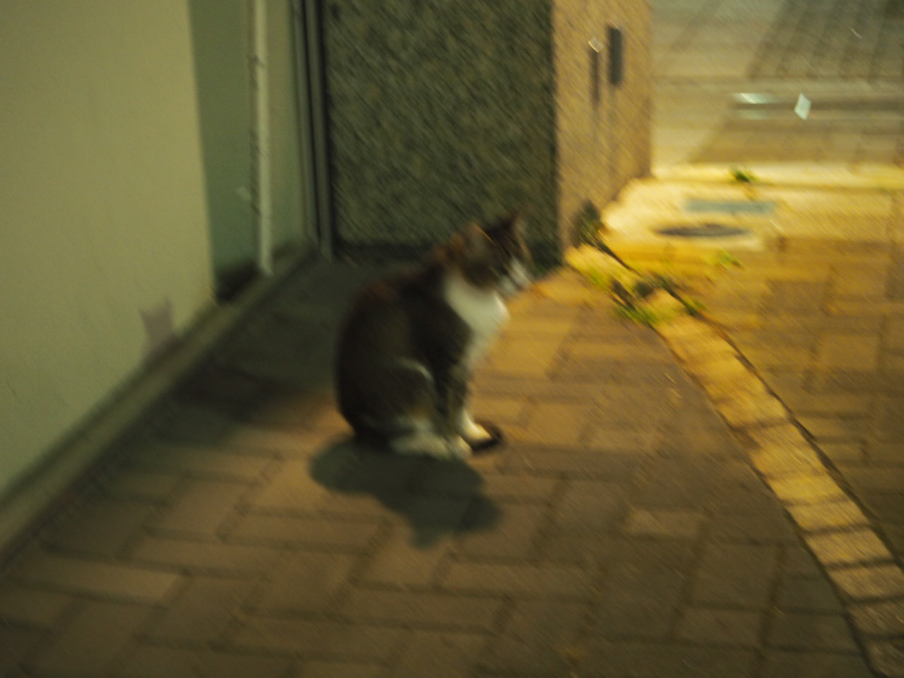 OLYMPUS DIGITAL CAMERA